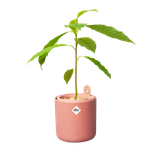 amazing avocado pot toffee terra